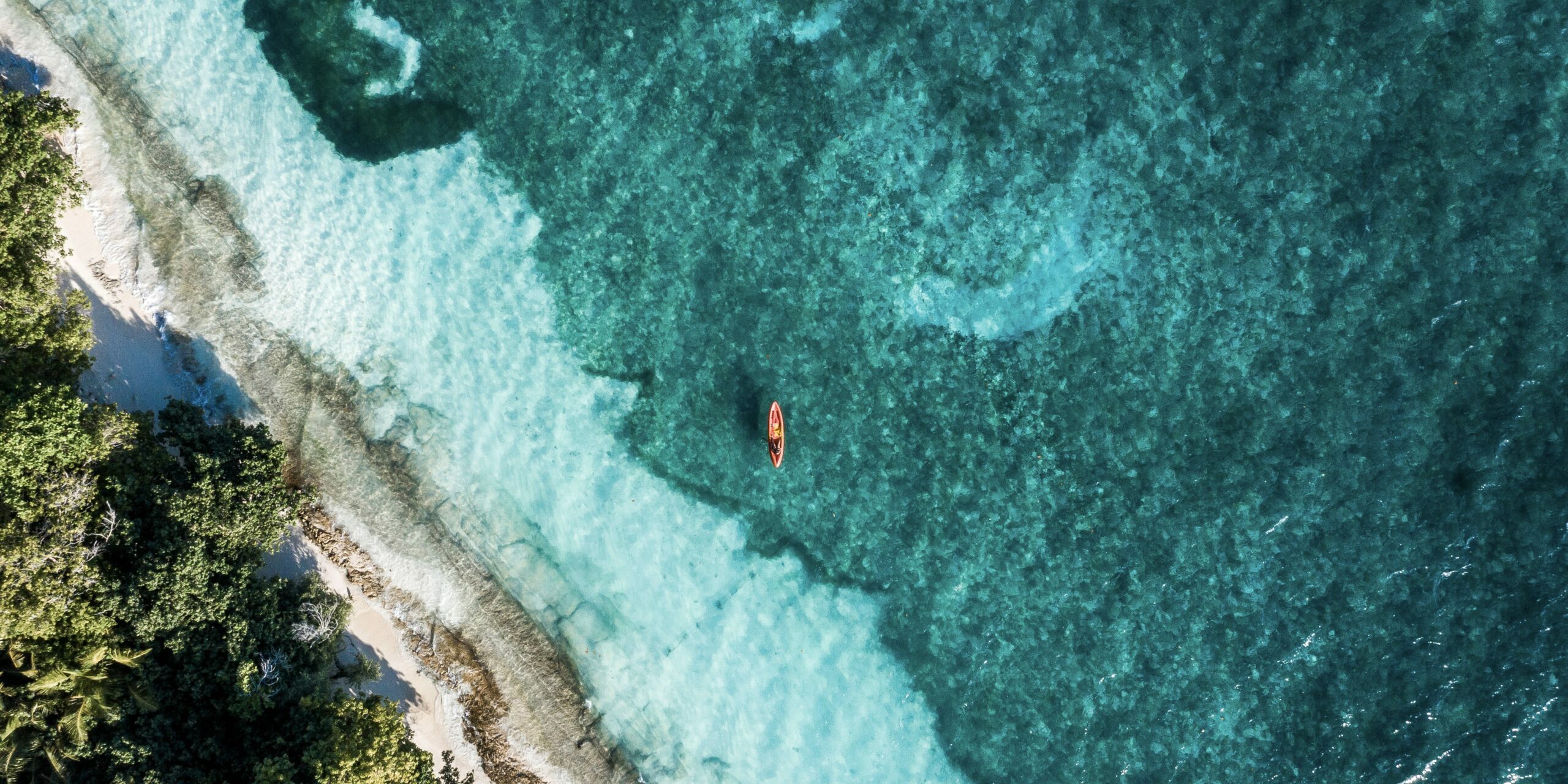 Tropical Tree Aerial view